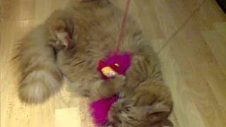 Murray playing with his flower on a string