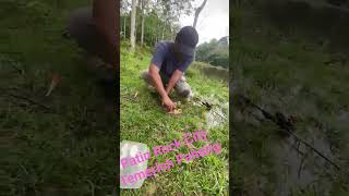 Toman season at Patin Rock City Temerloh Pahang #castingToman