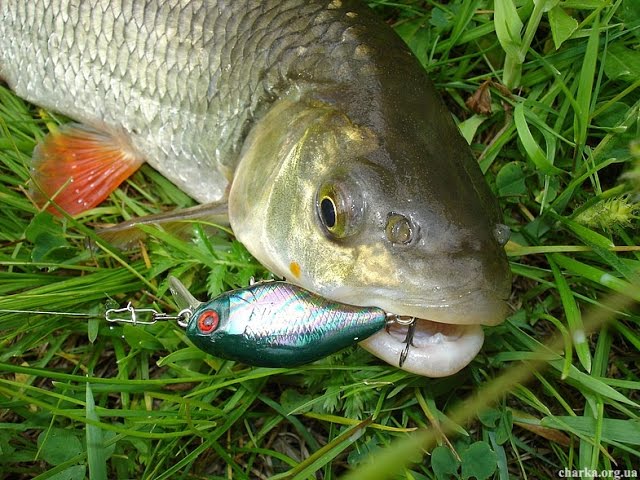 Обзор  Jackall  - Chubby