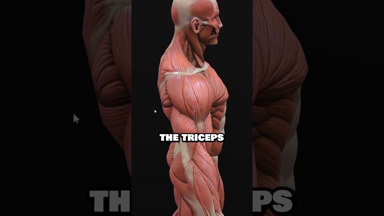  Mistake When Drawing The Arm Anatomy Anatomydrawing Anatomylearning