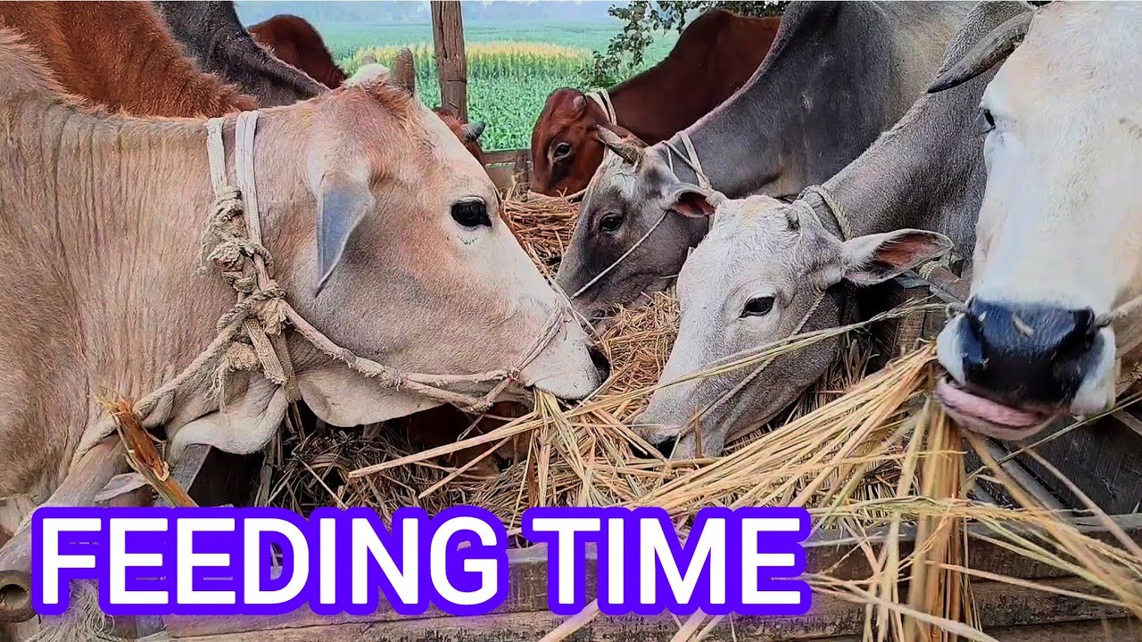 Calm Countryside Cow Feeding Stress Relief Video