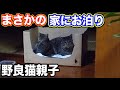野良猫 親子 家猫化 【野良猫親子が家にまさかのお泊り!】Cat Kitten Japanese traditional house
