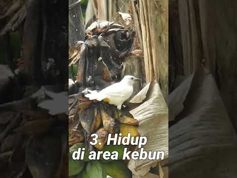 Video: Di manakah burung kolibri bertelinga putih tinggal?