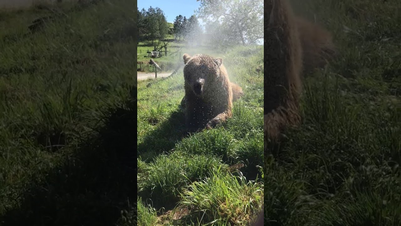 Happy Grizzly Loves Cooling Off on Hot Summer Day