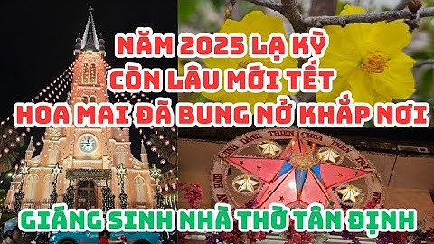 Năm 2025 LẠ KỲ: Còn lâu mới TẾT mà HOA MAI BUNG NỞ - Nhà thờ Tân Định trang trí Giáng sinh RẤT ĐẸP