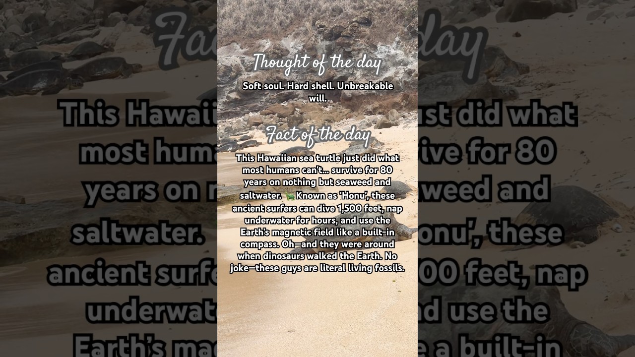 The Secret Life of the Hawaiian Green Sea Turtle: New Discoveries in 2025!🐢