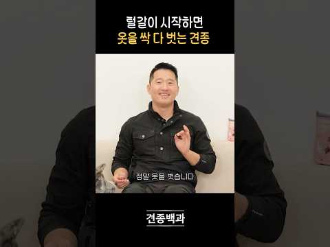 털갈이 시작하면 <strong>옷을</strong> 싹 다 벗는 견종