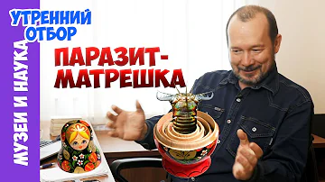 Полихета внутри полихеты - паразит-матрешка. Игорь Фадеев