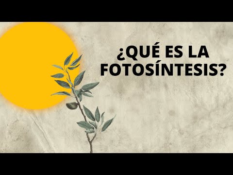 Vídeo: Què és la fotosíntesi i la seva funció?