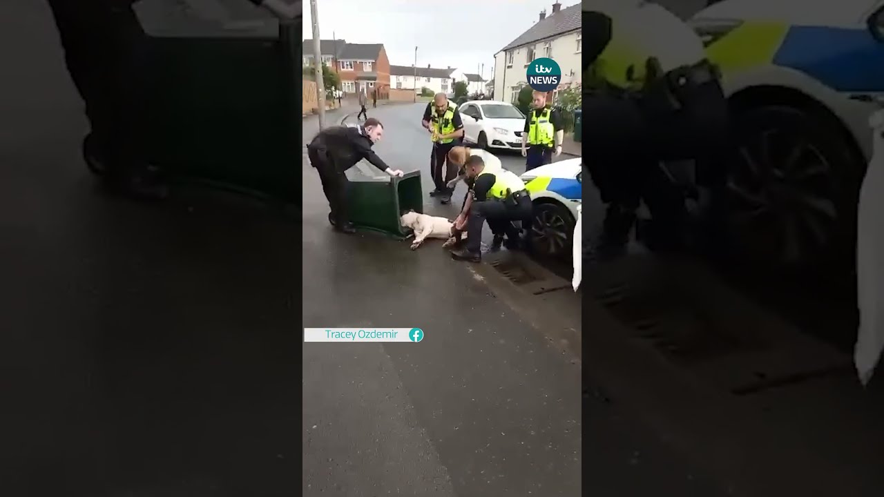 Police Share Bodycam Footage After Clip Of Them Putting A Dog In Bin Was Shared Coventry Uk