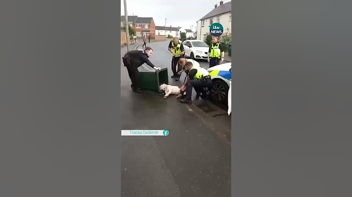 Policja udostępniła nagranie z kamery noszonej na ciele po udostępnieniu klipu, na którym widać, jak wrzucają psa do śmietnika #coventry #pies #uk