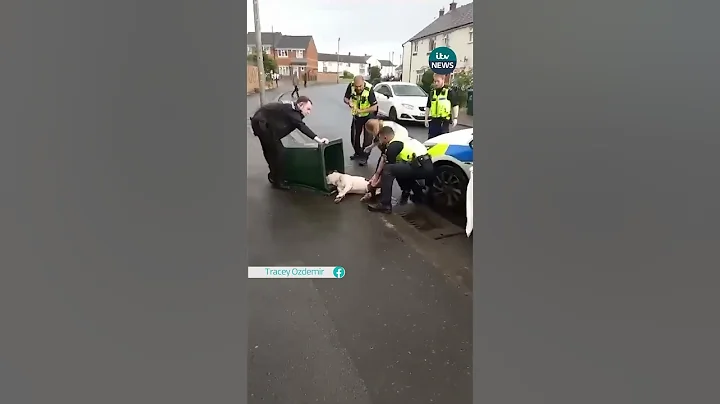 Police share bodycam footage after clip of them putting a dog in a bin was shared #coventry #dog #uk