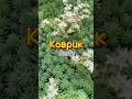 Коврик - седум зацвел #клумба #цветение #растение #коврик #палисадник