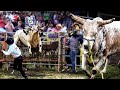 VAYA VALOR PARA ENFRENTARSE A ESTOS TOROS BRAVOS// Rancho Camila En Pichataro Michoacan