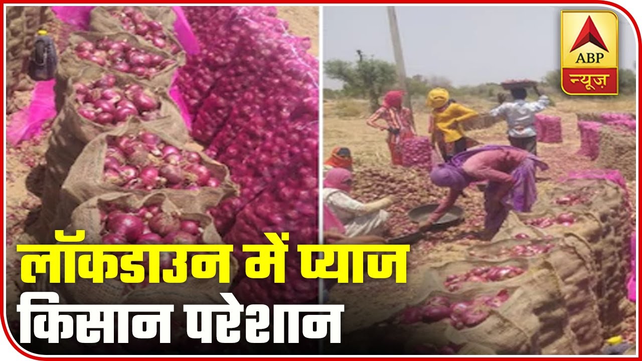 Onion Farmers Upset As Rates Plunge To Rs 12 Per Kg | ABP News