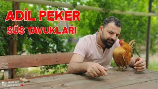 Adil Peker Ornamental Chickens Feed The Most Beautiful Of The Ornamental Chickens