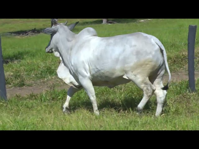 LOTE 21   WYM 412 mp4