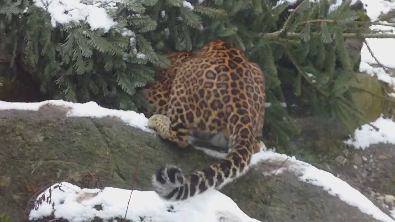 Pinselohr - Leopard Fütterung - Red River Hog - Feeding Chinese Leopard Julius
