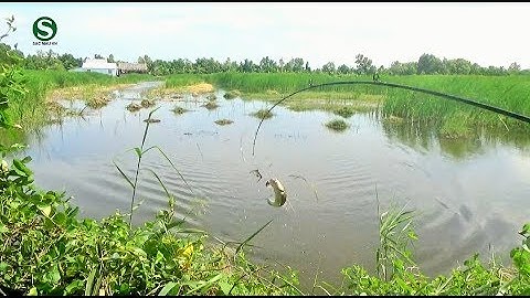 Câu cá lóc vuông tôm (Rê cá lóc đồng) An Minh | Kiên Giang | Fishing | Sắc Màu VN