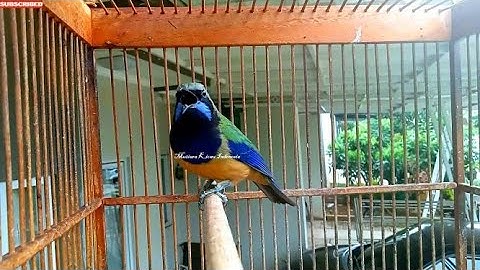 CUCAK CUNGKOK TEMBAKAN ISTIMEWA !! BURUNG MASTERAN for Murai Kacer Cendet Cucak Ijo Anis Pleci Konin