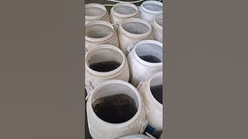 Giao 50.000 Con Cá Thát Lát Về Trà Vinh. Trại Cá Giống Tư Tâm Đồng Tháp.