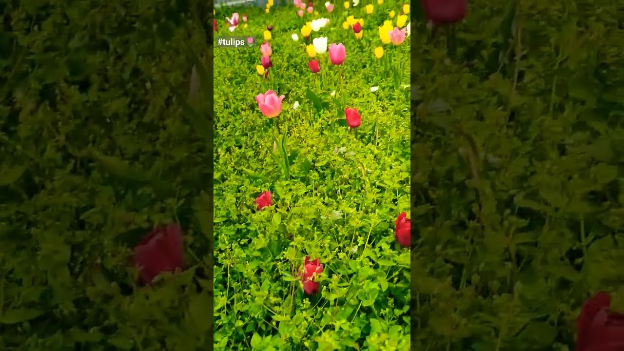 #крымскаявесна