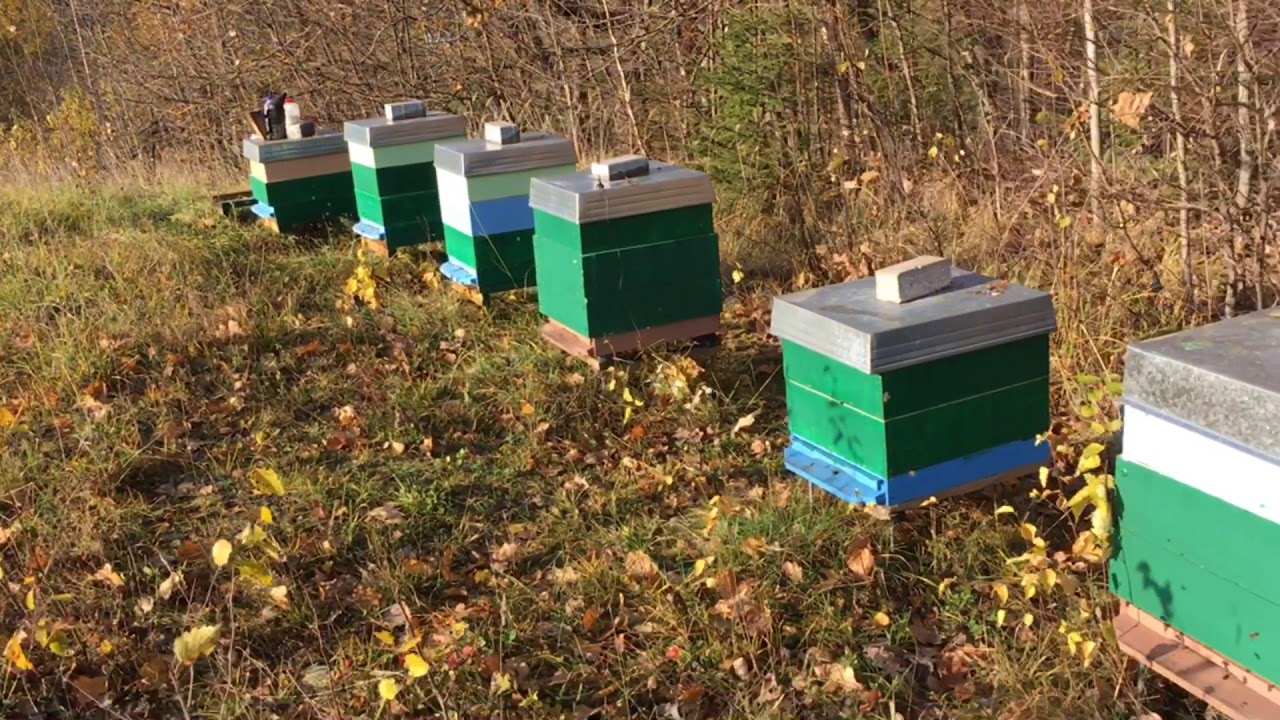 2018-10-31. Bitynas4. Gydimas oksalo rūgštimi. - YouTube