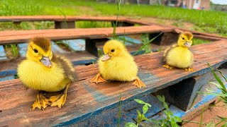 Cutest baby ducks Hatched