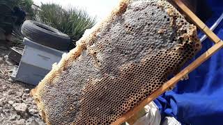 قطاف عسل النحل