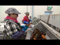 Why Clearwater's lobster departure is 'a wakeup call'