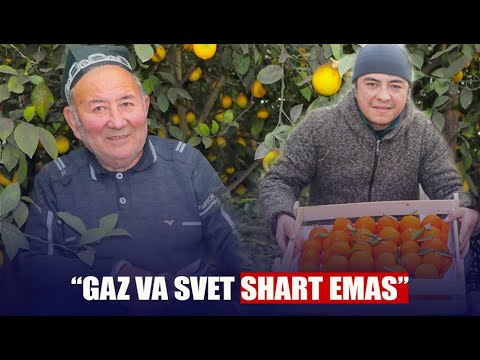 Andijonda mandarin va apelsin qanday yetishtirilmoqda? Bog'bonlar bilan suhbat