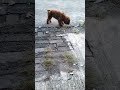 anjing mampir kosan ges #funny #dogs #fyp
