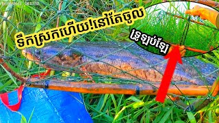 ดักลอบปลาช่อน//មកមើលទ្រូ!ទឹកស្រកហើយ!!