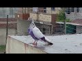 Barish Ma Kabootar Bathay || Hashim Mahmood Pigeons