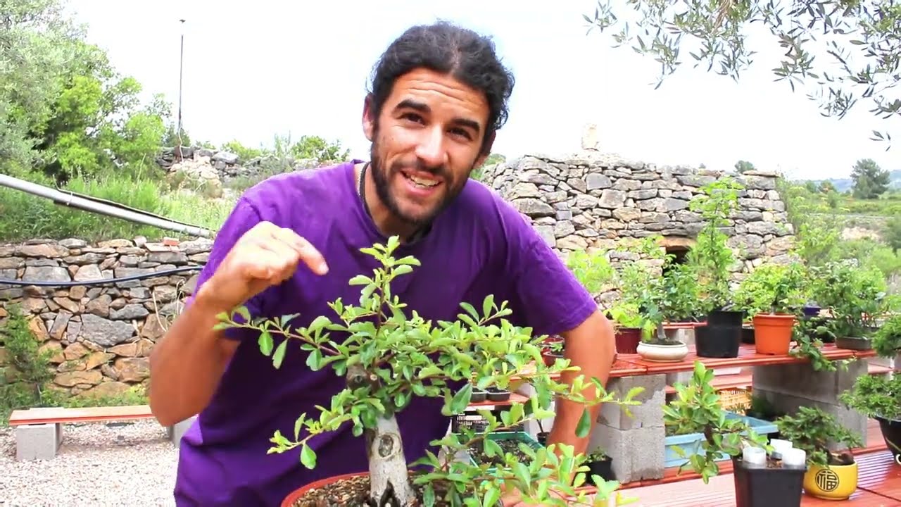 Tratamiento contra el pulgón