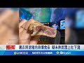 網紅商家事件