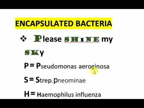 इनकैप्सुलेटेड बैक्टीरिया