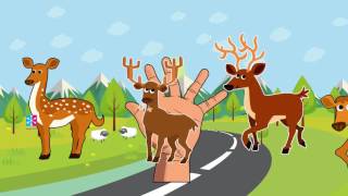 Deer Finger Family Song Tv Nursery Rhymes For Children