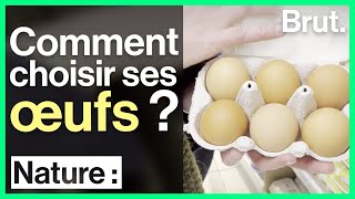 Élevage En Cage Ou En Plein Air Comment Choisir Ses Œufs ?