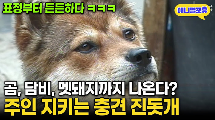 매일 순찰 돌며 주인 지키는 천재 진돗개 I KBS 현장르포 000928 방송