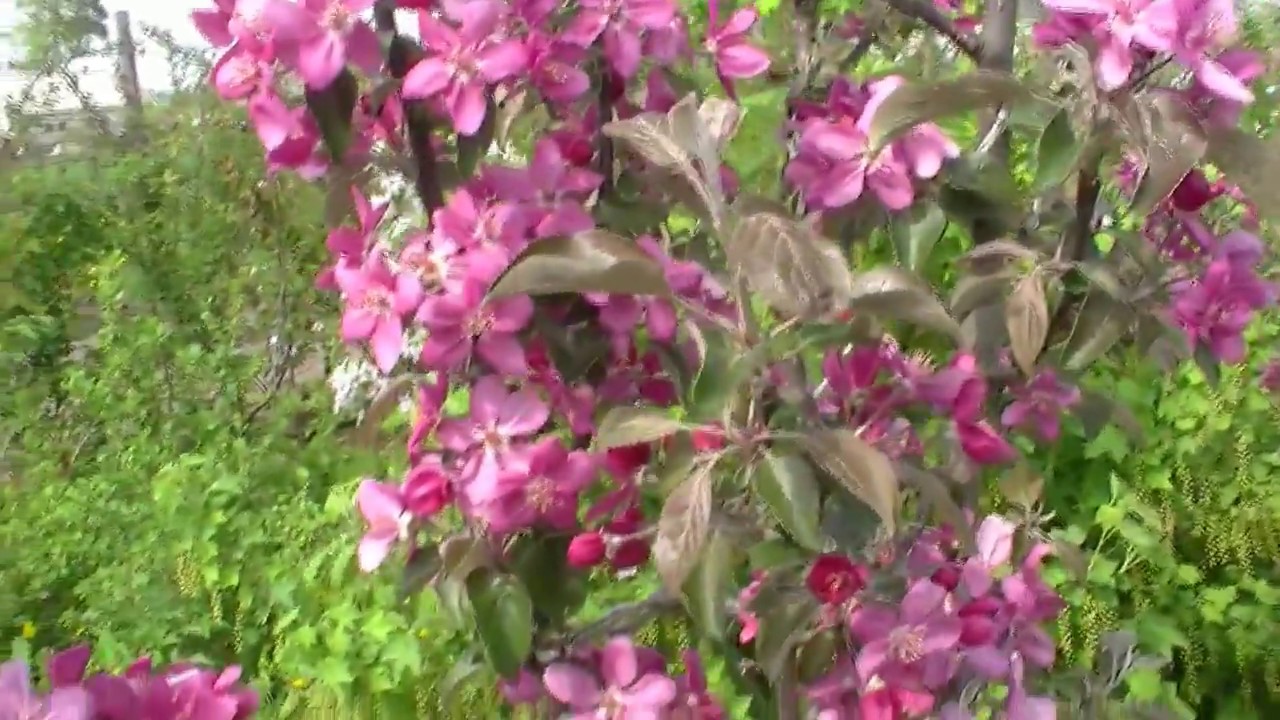 Яблоня Эра Описание Фото Отзывы