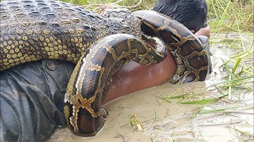 Primitive Technology: Simple DIY Python Snake & Crocodile Trap Using Yellow Bucket That Work 100%