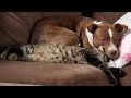 Funny dogs and cats