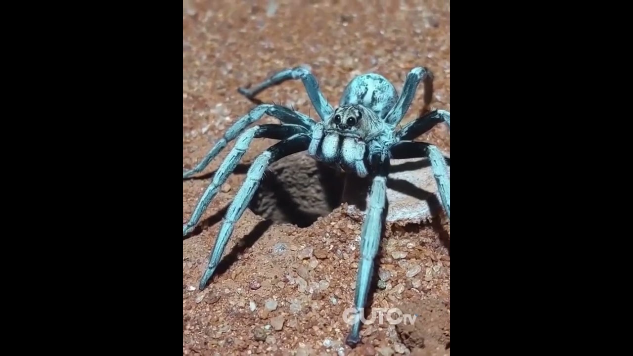 Minha paci&ecirc;ncia est&aacute; dessa aranha #AnimaisDublados #Humor #Com&eacute;dia #GutoTV