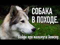 Собака в походе. Байки про маламута Аляску.