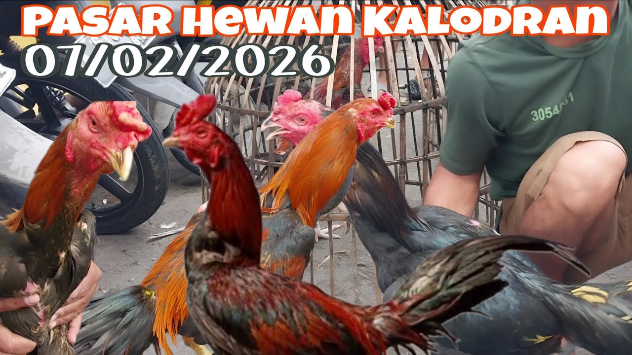 Update Terbaru Harga Ayam Bangkok Mangon,Klasik & Pama Di Ps Hewan Kalodran Serang Banten
