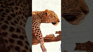 the cheetah drawing by painting app #siddhant shorts #viral #trending #shortvideo #drawing #cheetah