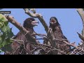 Storms displace bald eagle family from White Rock Lake