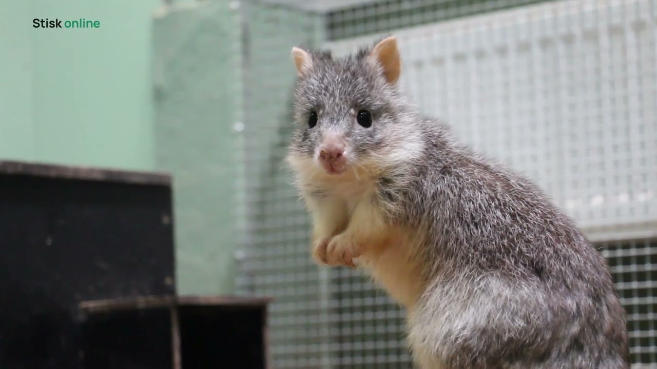 Počet klokánků rudohnědých v českých zoo stoupá. V Brně mají první mládě