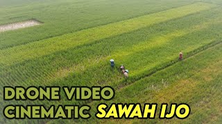 cinematic drone pemandangan sawah